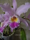 Cattleya gaskelliana